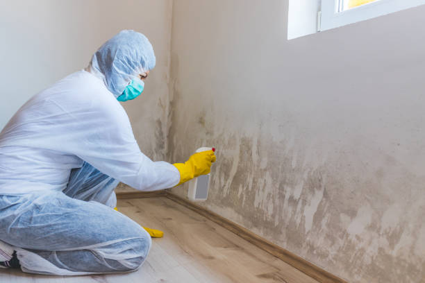 Licensed Basement Mold Removal service in Swanton, MD - WQB Mold Removal