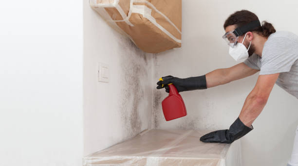 Professional Basement Mold Removal technician working in Swanton, MD