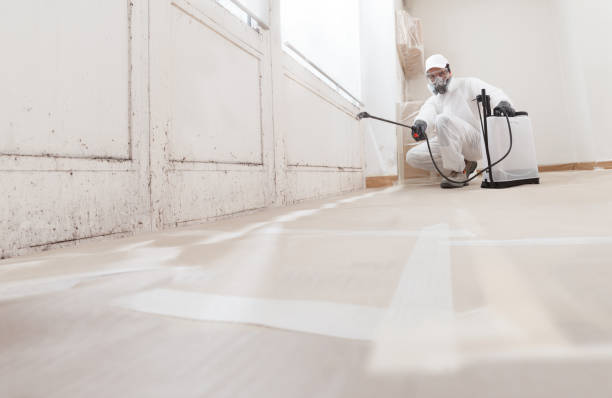 24/7 Emergency Basement Mold Removal experts in Swanton, MD