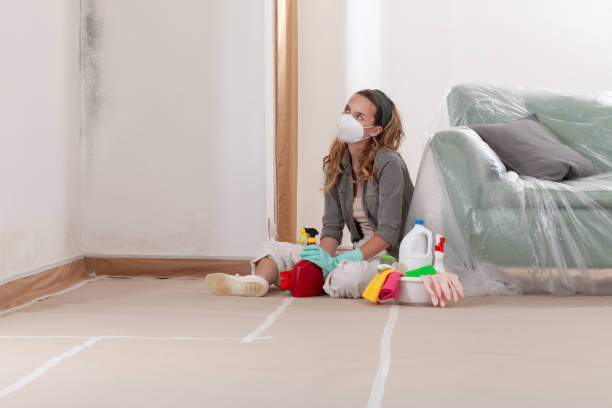 Reliable Basement Mold Removal contractor in Swanton, MD by WQB Mold Removal