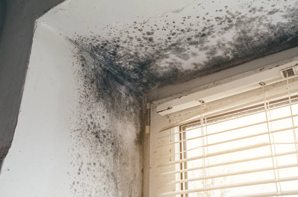 Affordable Basement Mold Removal solutions in Swanton, MD