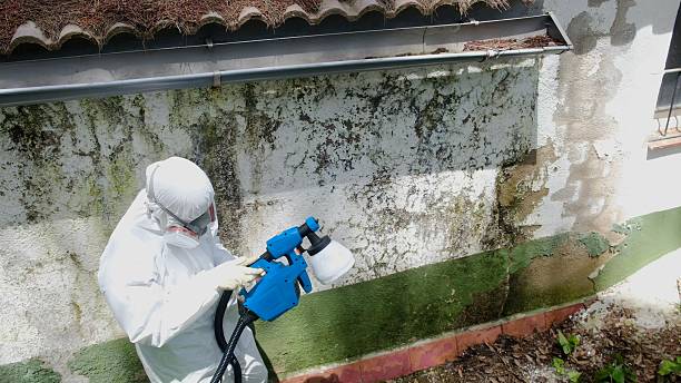 Top rated local Basement Mold Removal specialists in Swanton, MD